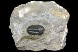 Detailed Gerastos Trilobite Fossil - Morocco #141665-5